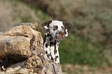 DALMATIEN 147